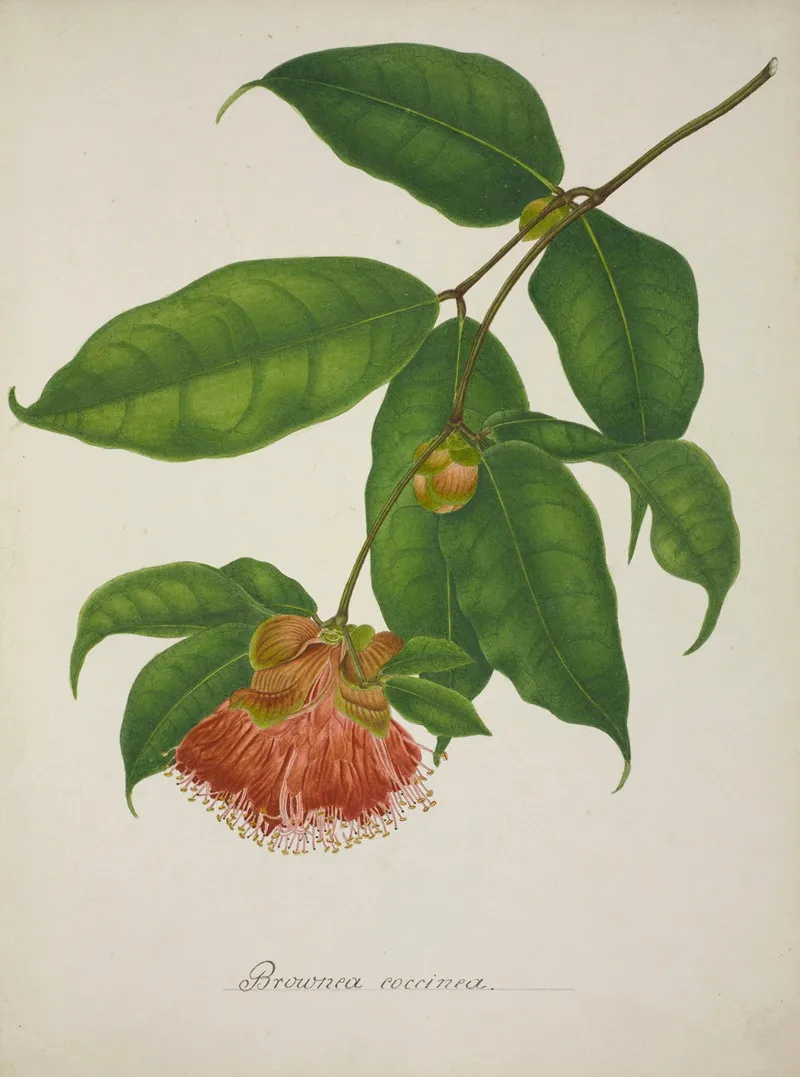 Mon Jardin A Ceylan Pl 035 Wall Art by George De Alwis - High-Resolution Digital Print