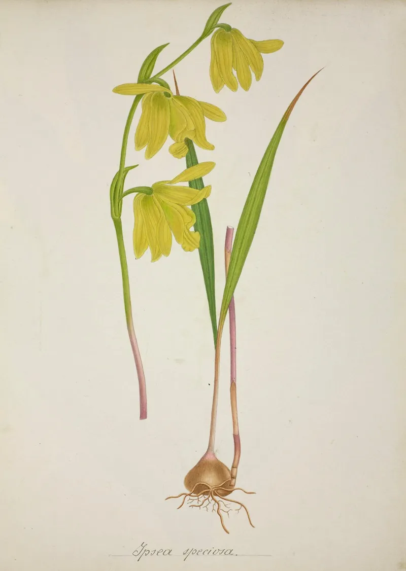 Mon Jardin A Ceylan Pl 036 Wall Art by George De Alwis - High-Resolution Digital Print