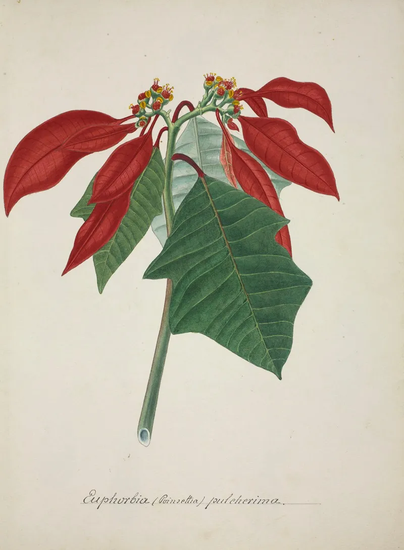 Mon Jardin A Ceylan Pl 039 Wall Art by George De Alwis - High-Resolution Digital Print