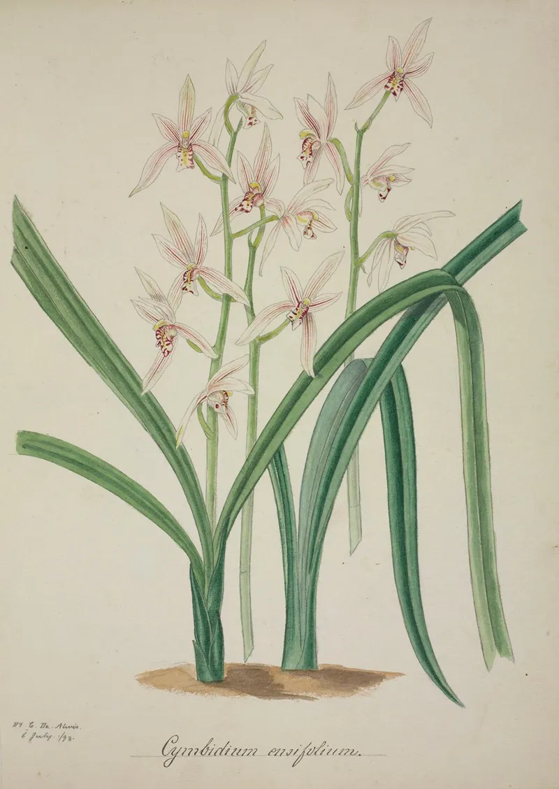 Mon Jardin A Ceylan Pl 042 Wall Art by George De Alwis - High-Resolution Digital Print