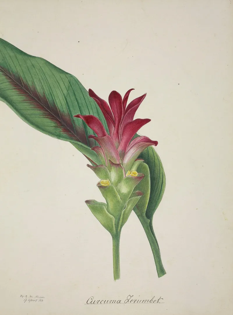 Mon Jardin A Ceylan Pl 044 Wall Art by George De Alwis - High-Resolution Digital Print
