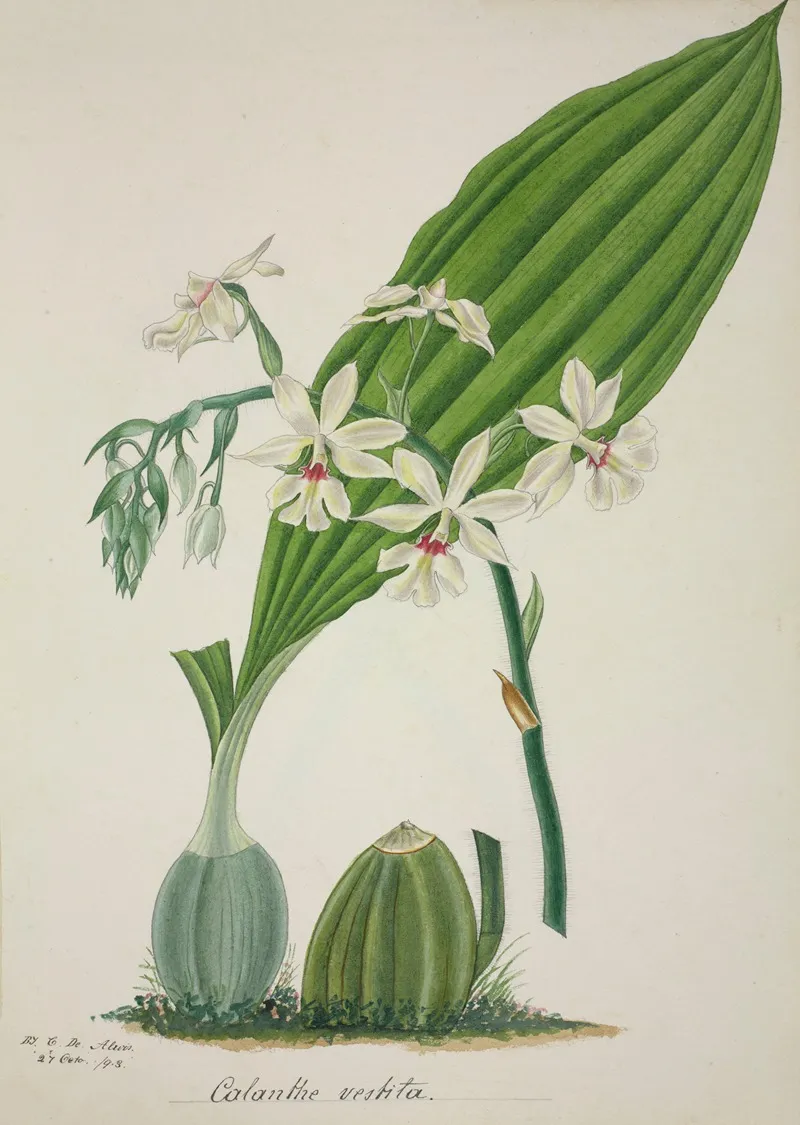 Mon Jardin A Ceylan Pl 048 Wall Art by George De Alwis - High-Resolution Digital Print