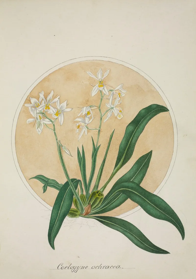 Mon Jardin A Ceylan Pl 062 Wall Art by George De Alwis - High-Resolution Digital Print