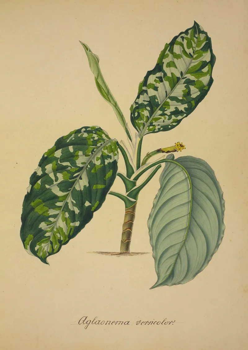 Mon Jardin A Ceylan Pl 064 Wall Art by George De Alwis - High-Resolution Digital Print