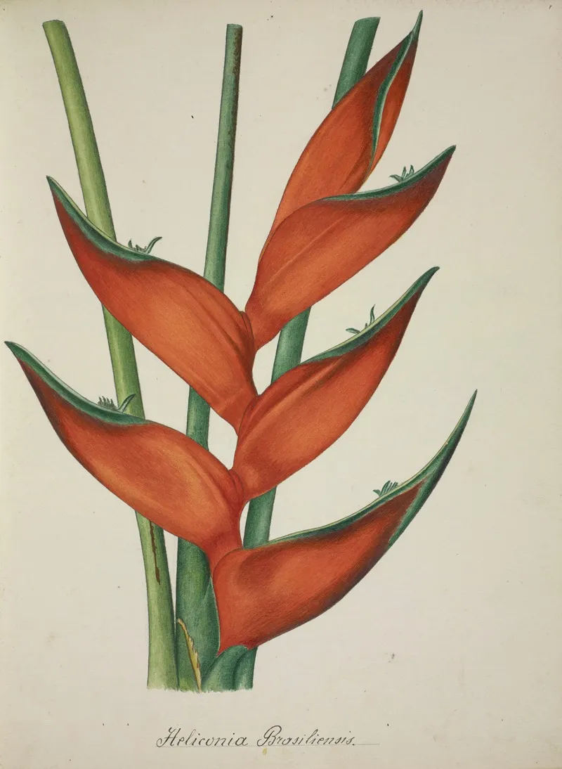 Mon Jardin A Ceylan Pl 067 Wall Art by George De Alwis - High-Resolution Digital Print