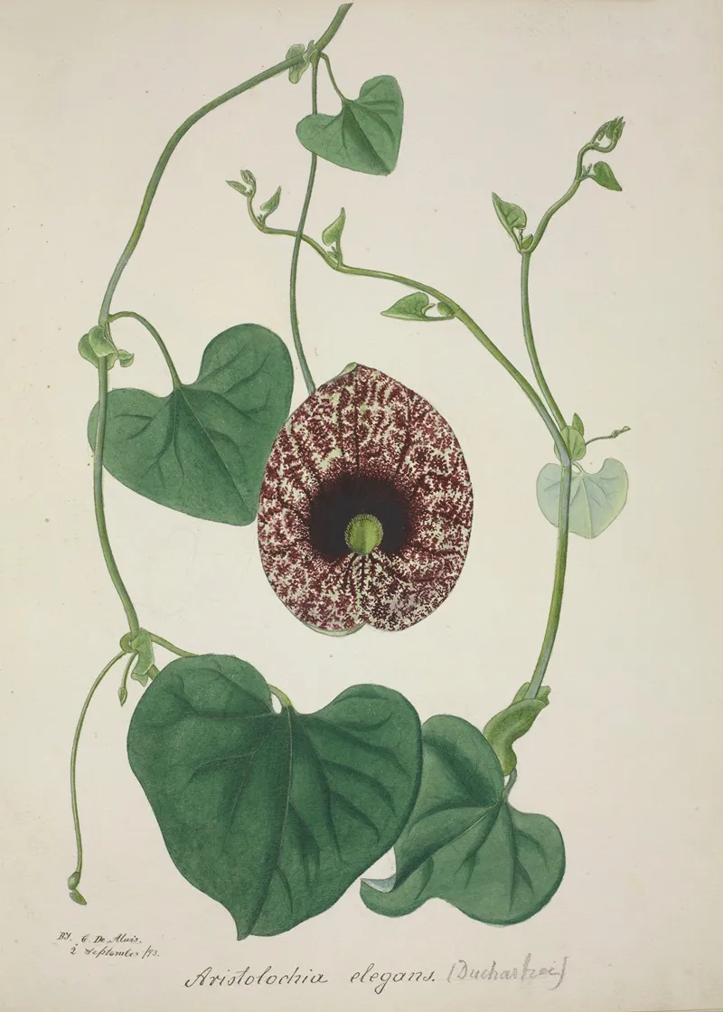 Mon Jardin A Ceylan Pl 071 Wall Art by George De Alwis - High-Resolution Digital Print