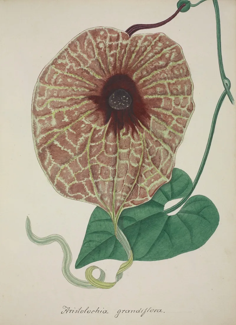 Mon Jardin A Ceylan Pl 073 Wall Art by George De Alwis - High-Resolution Digital Print