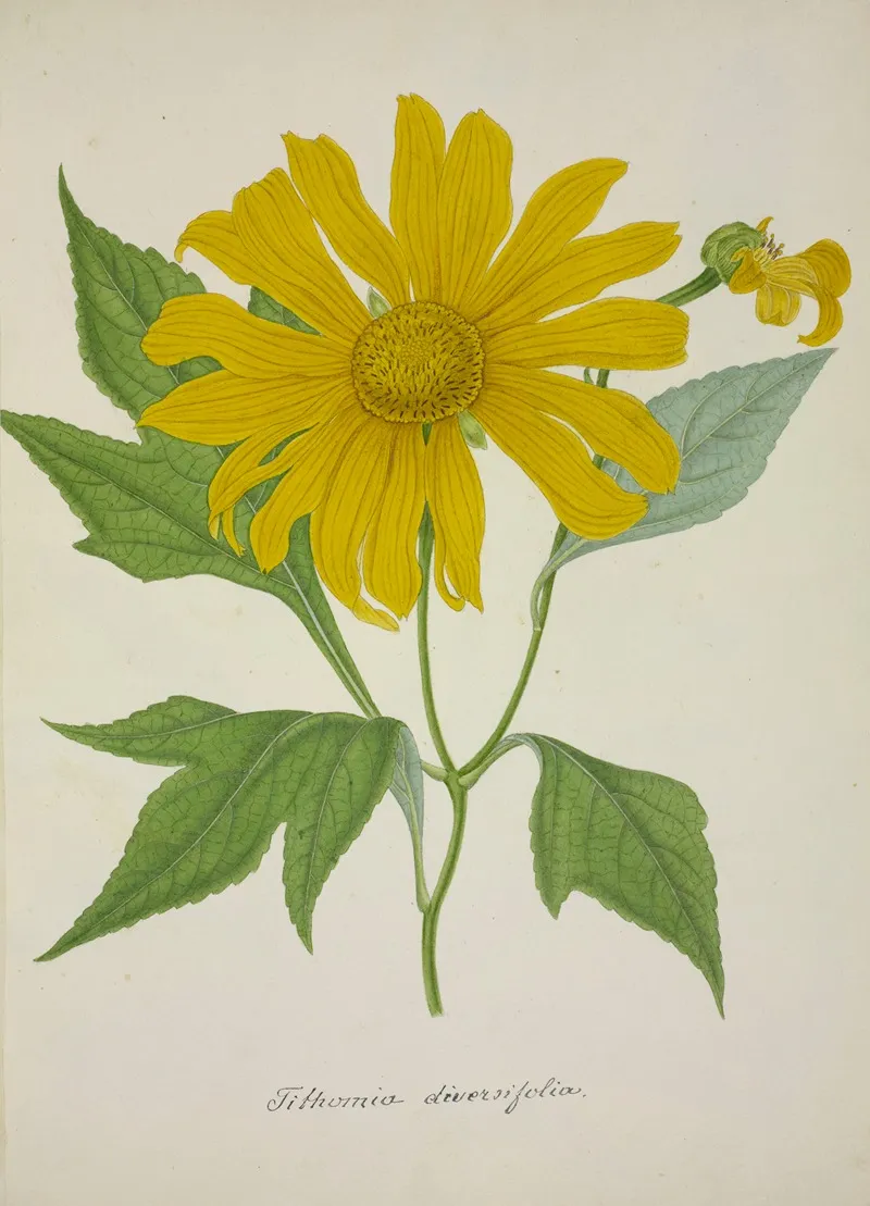 Mon Jardin A Ceylan Pl 074 Wall Art by George De Alwis - High-Resolution Digital Print