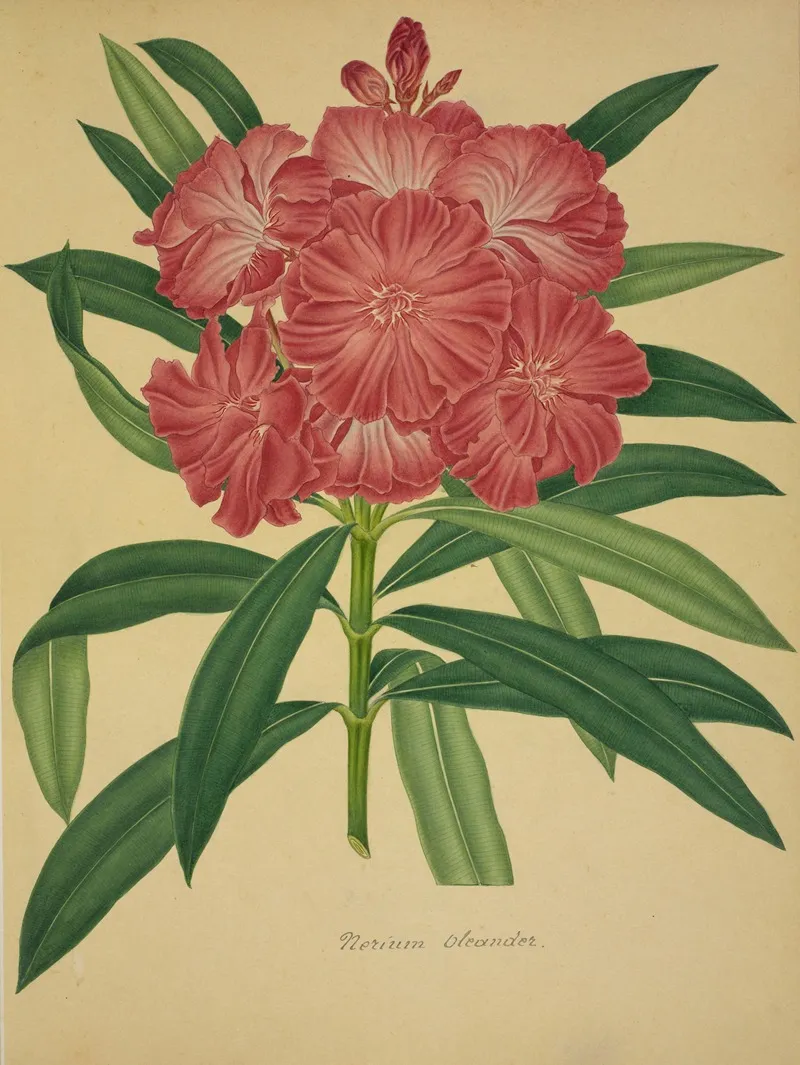 Mon Jardin A Ceylan Pl 079 Wall Art by George De Alwis - High-Resolution Digital Print