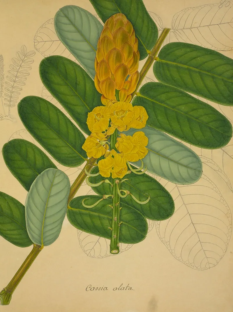 Mon Jardin A Ceylan Pl 080 Wall Art by George De Alwis - High-Resolution Digital Print