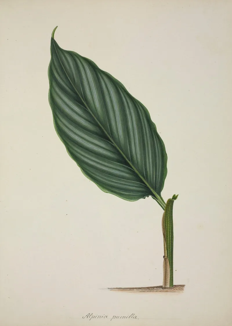 Mon Jardin A Ceylan Pl 083 Wall Art by George De Alwis - High-Resolution Digital Print