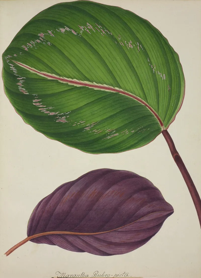 Mon Jardin A Ceylan Pl 087 Wall Art by George De Alwis - High-Resolution Digital Print