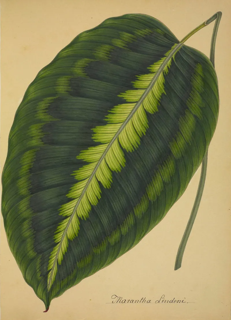 Mon Jardin A Ceylan Pl 088 Wall Art by George De Alwis - High-Resolution Digital Print