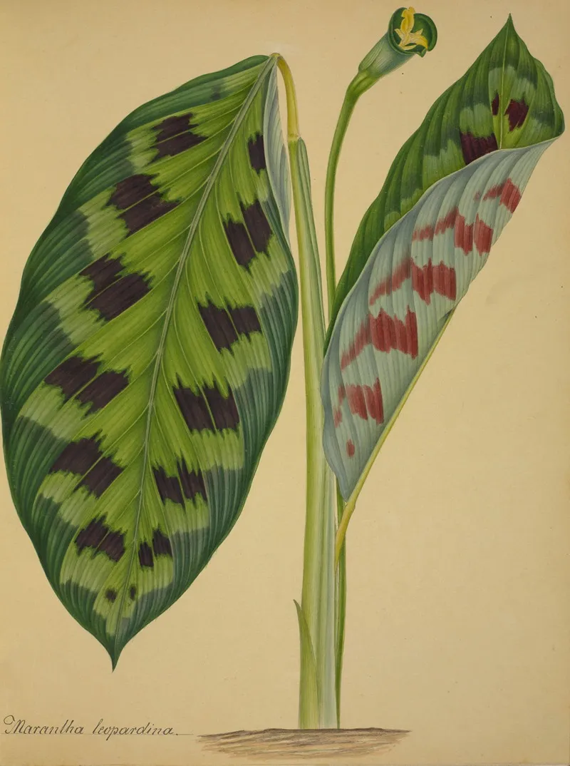 Mon Jardin A Ceylan Pl 092 Wall Art by George De Alwis - High-Resolution Digital Print
