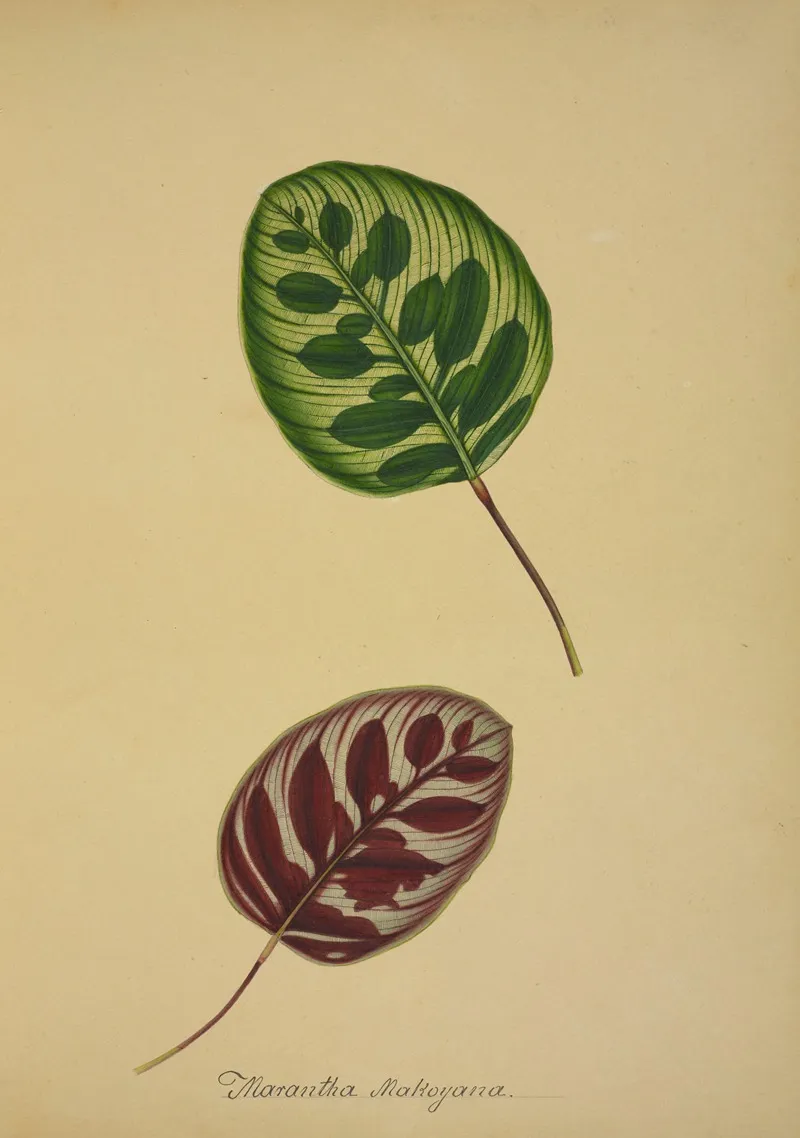 Mon Jardin A Ceylan Pl 095 Wall Art by George De Alwis - High-Resolution Digital Print