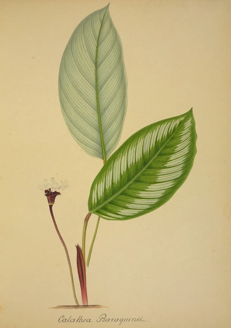 Mon Jardin A Ceylan Pl 096 Wall Art by George De Alwis - High-Resolution Digital Print