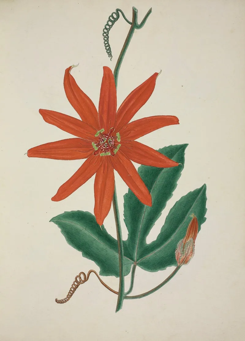 Mon Jardin A Ceylan Pl 098 Wall Art by George De Alwis - High-Resolution Digital Print