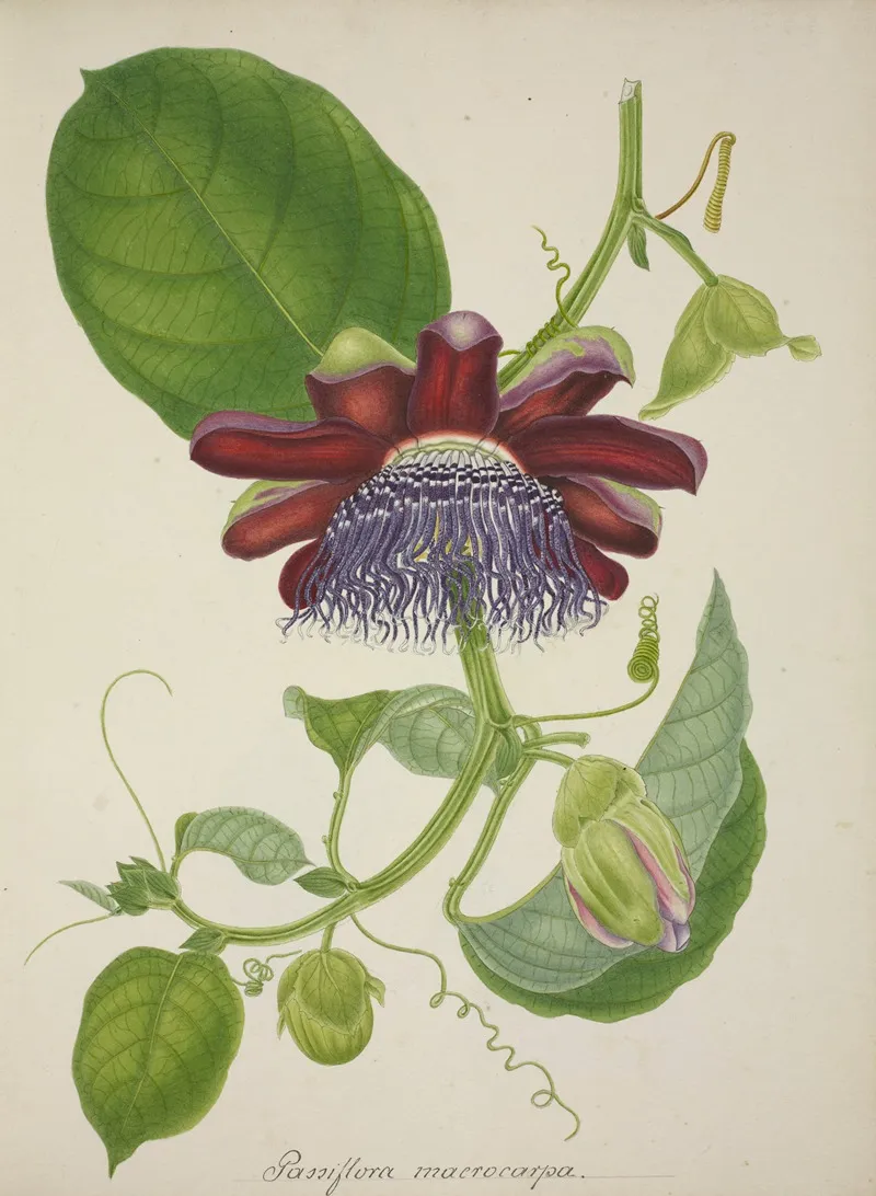 Mon Jardin A Ceylan Pl 099 Wall Art by George De Alwis - High-Resolution Digital Print