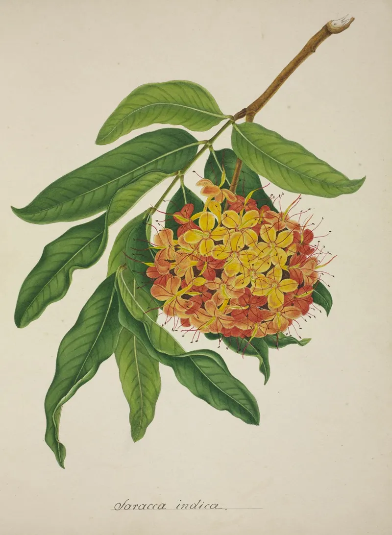 Mon Jardin A Ceylan Pl 103 Wall Art by George De Alwis - High-Resolution Digital Print