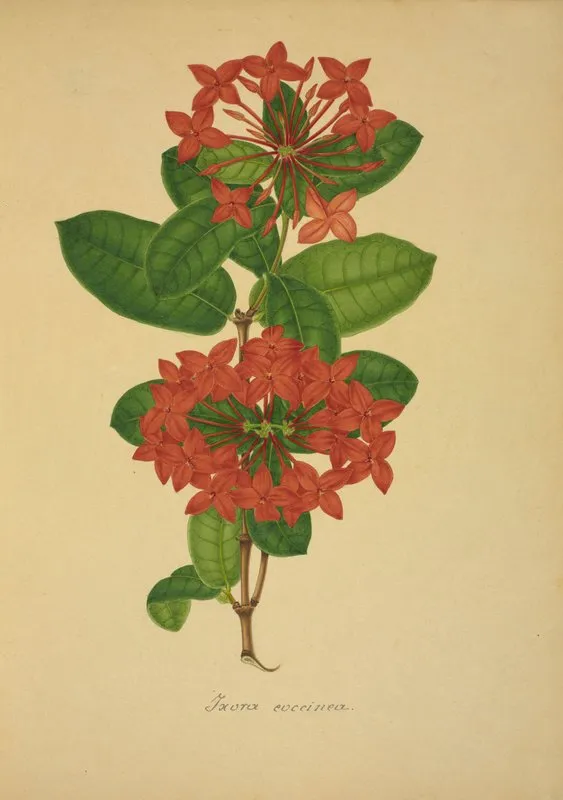 Mon Jardin A Ceylan Pl 104 Wall Art by George De Alwis - High-Resolution Digital Print