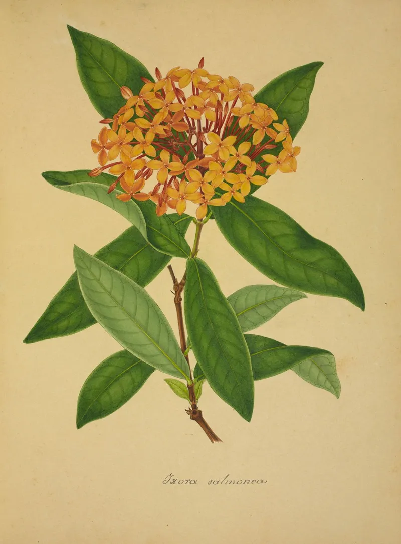 Mon Jardin A Ceylan Pl 105 Wall Art by George De Alwis - High-Resolution Digital Print