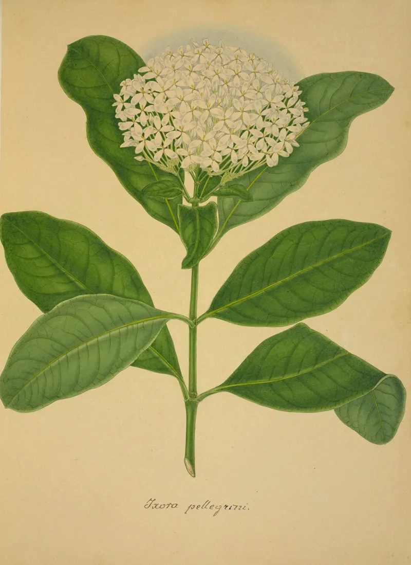 Mon Jardin A Ceylan Pl 107 Wall Art by George De Alwis - High-Resolution Digital Print