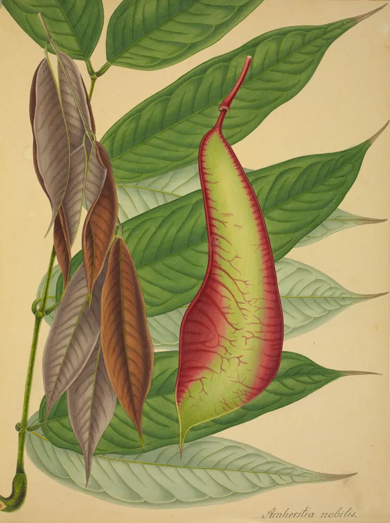 Mon Jardin A Ceylan Pl 109 Wall Art by George De Alwis - High-Resolution Digital Print