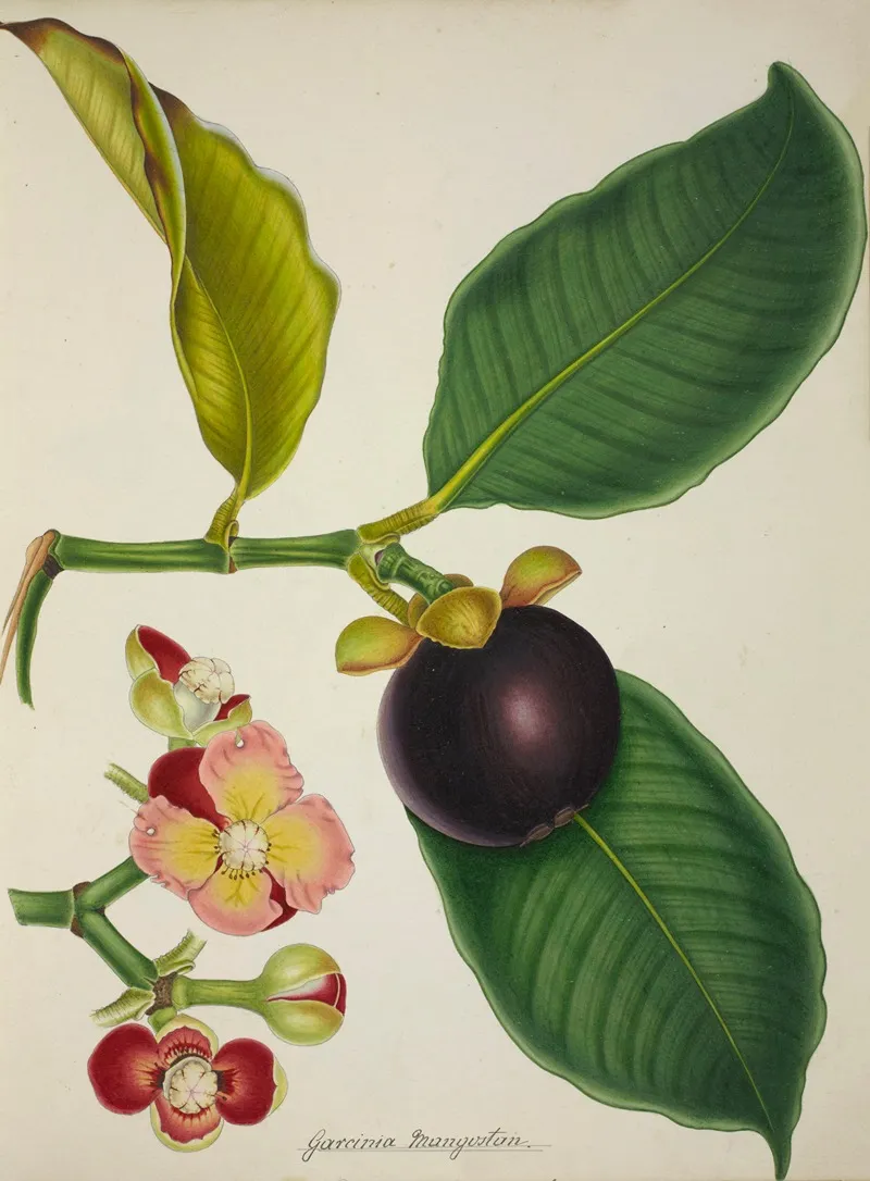 Mon Jardin A Ceylan Pl 130 Wall Art by George De Alwis - High-Resolution Digital Print