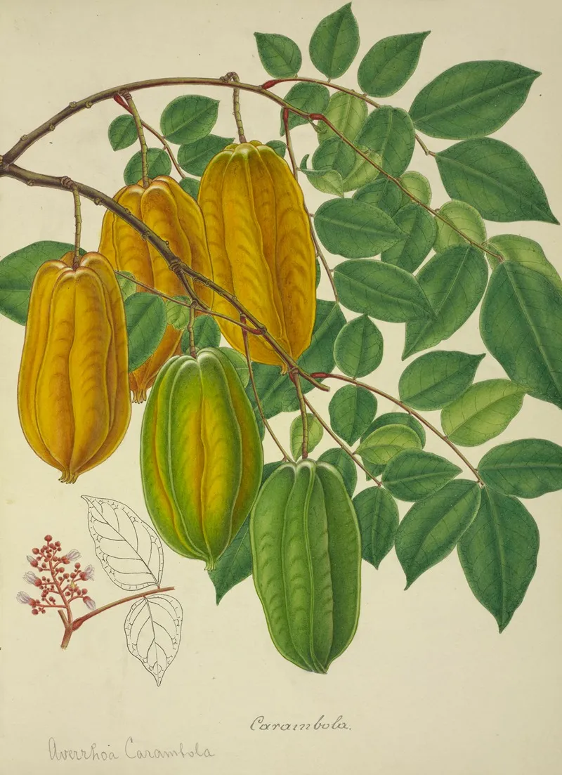 Mon Jardin A Ceylan Pl 140 Wall Art by George De Alwis - High-Resolution Digital Print