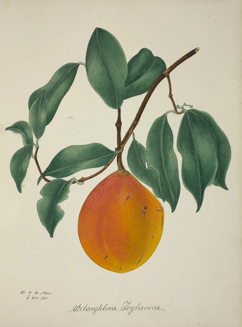 Mon Jardin A Ceylan Pl 144 Wall Art by George De Alwis - High-Resolution Digital Print