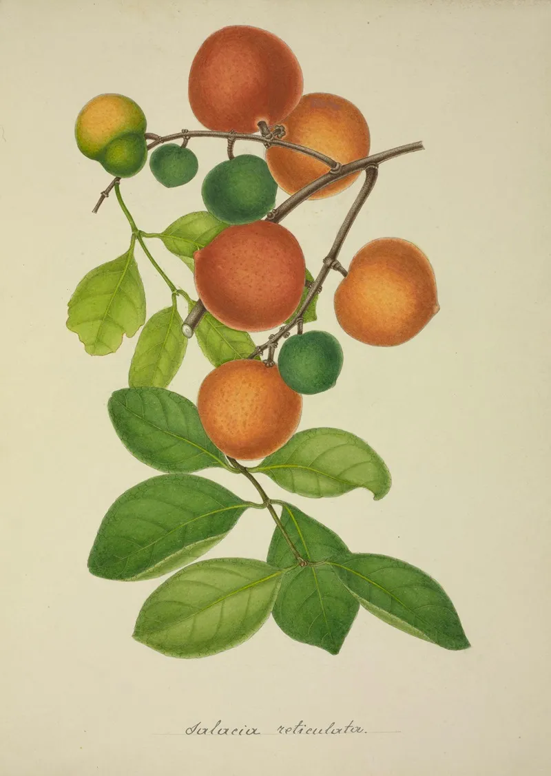 Mon Jardin A Ceylan Pl 155 Wall Art by George De Alwis - High-Resolution Digital Print