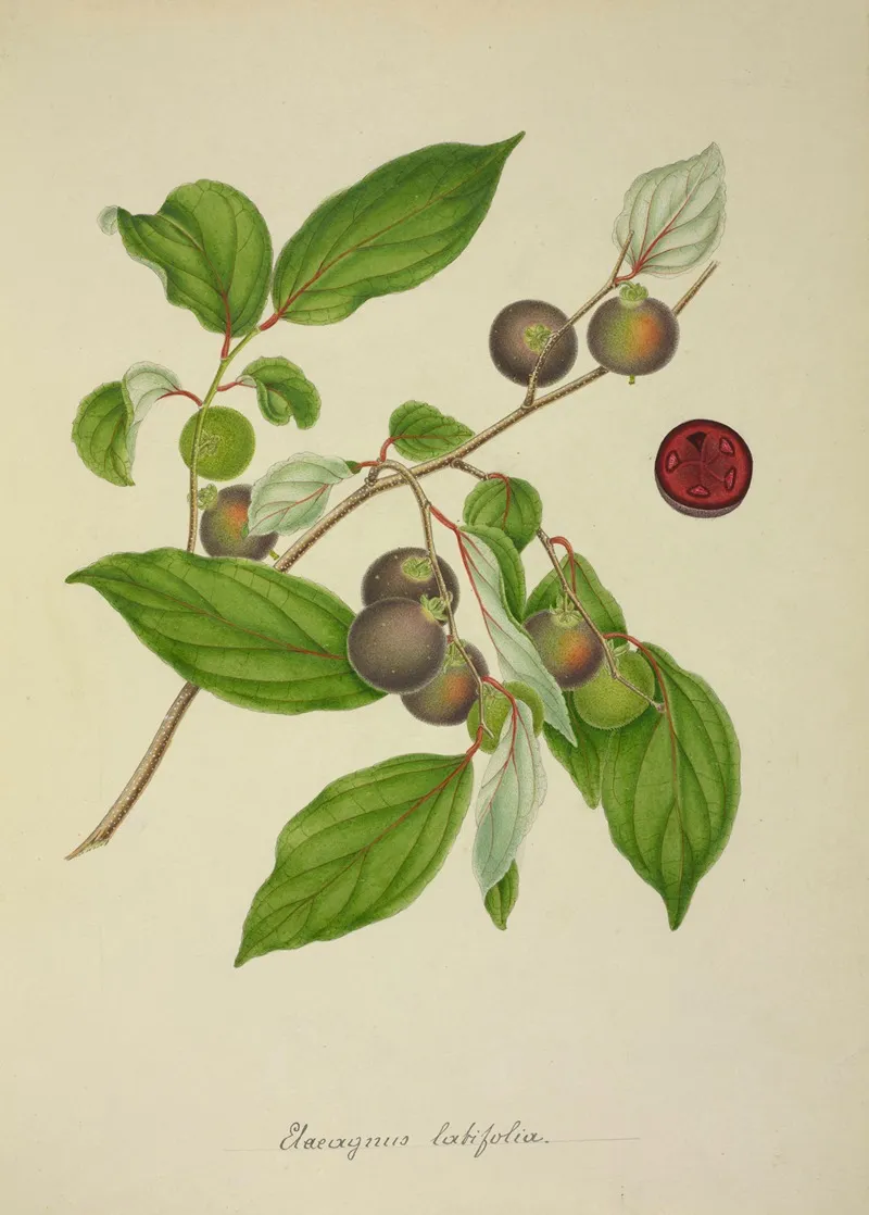 Mon Jardin A Ceylan Pl 156 Wall Art by George De Alwis - High-Resolution Digital Print