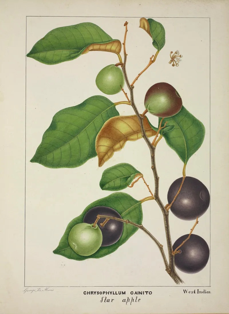 Mon Jardin A Ceylan Pl 157 Wall Art by George De Alwis - High-Resolution Digital Print