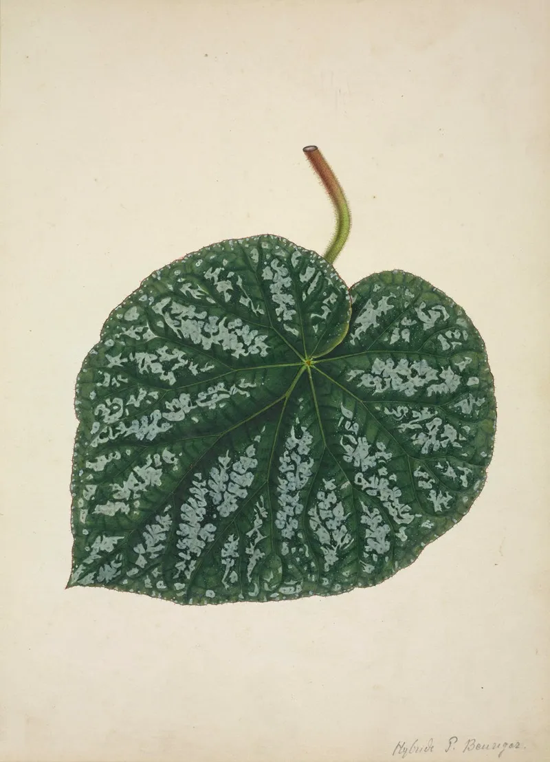 Mon Jardin A Ceylan Pl 161 Wall Art by George De Alwis - High-Resolution Digital Print