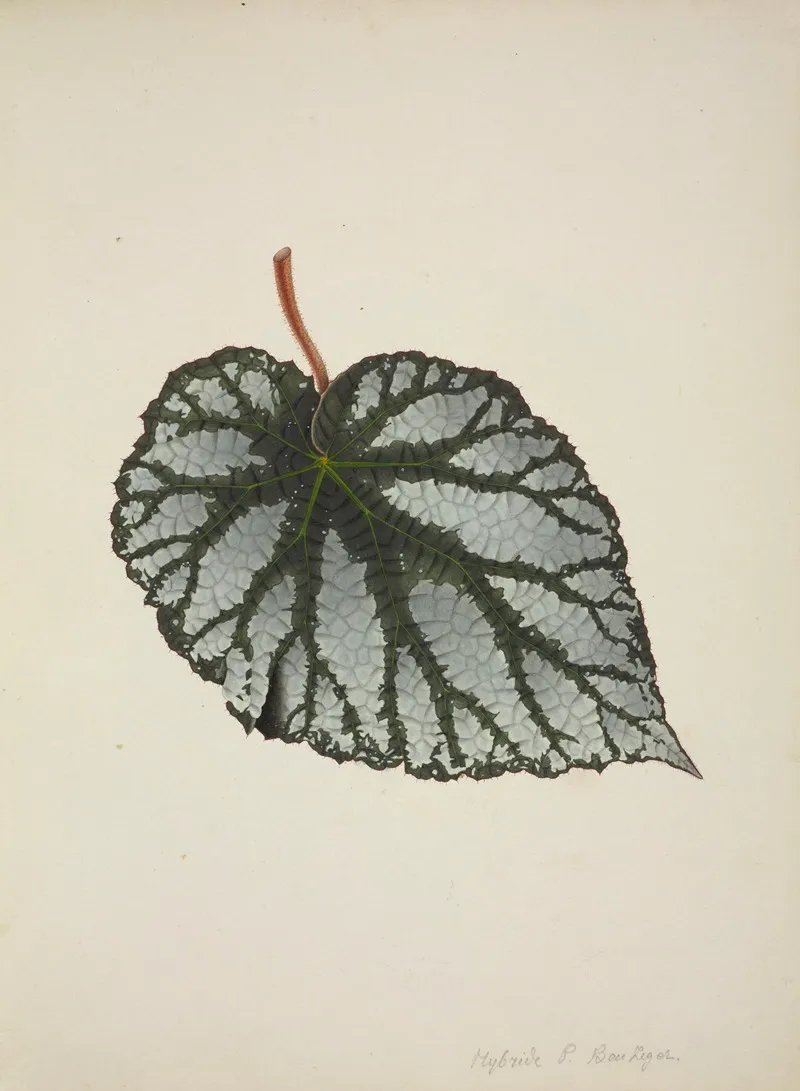 Mon Jardin A Ceylan Pl 194 Wall Art by George De Alwis - High-Resolution Digital Print