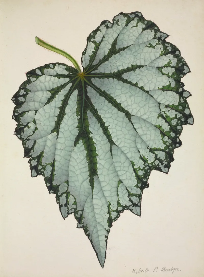 Mon Jardin A Ceylan Pl 198 Wall Art by George De Alwis - High-Resolution Digital Print