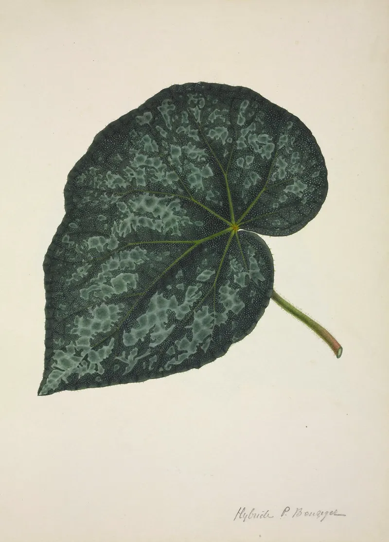Mon Jardin A Ceylan Pl 221 Wall Art by George De Alwis - High-Resolution Digital Print