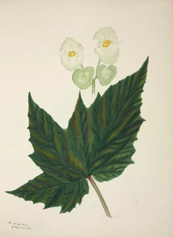 Mon Jardin A Ceylan Pl 267 Wall Art by George De Alwis - High-Resolution Digital Print