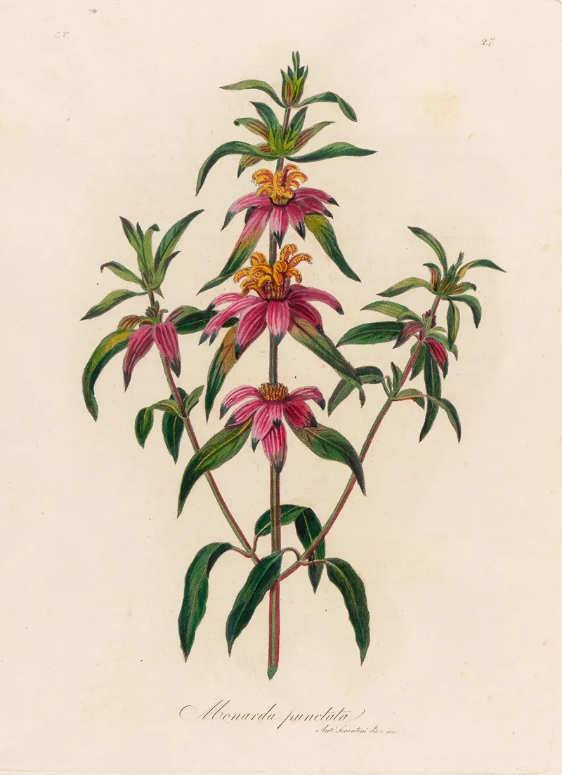 Monarda Punctata Wall Art by Gaetano Savi - High-Resolution Digital Print