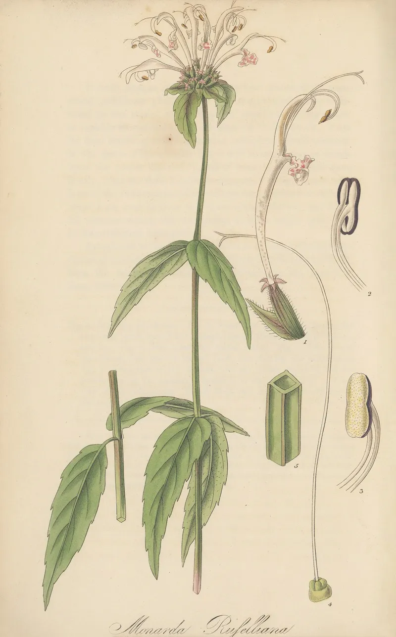 Monarda Russelliana Wall Art by William Jackson Hooker - High-Resolution Digital Print