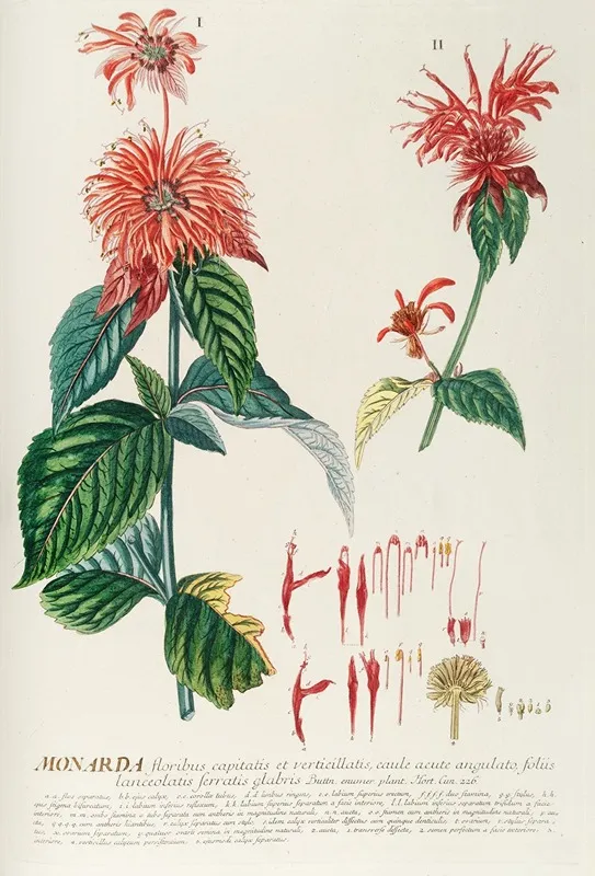 Monarda Wall Art by Georg Dionysius Ehret - High-Resolution Digital Print