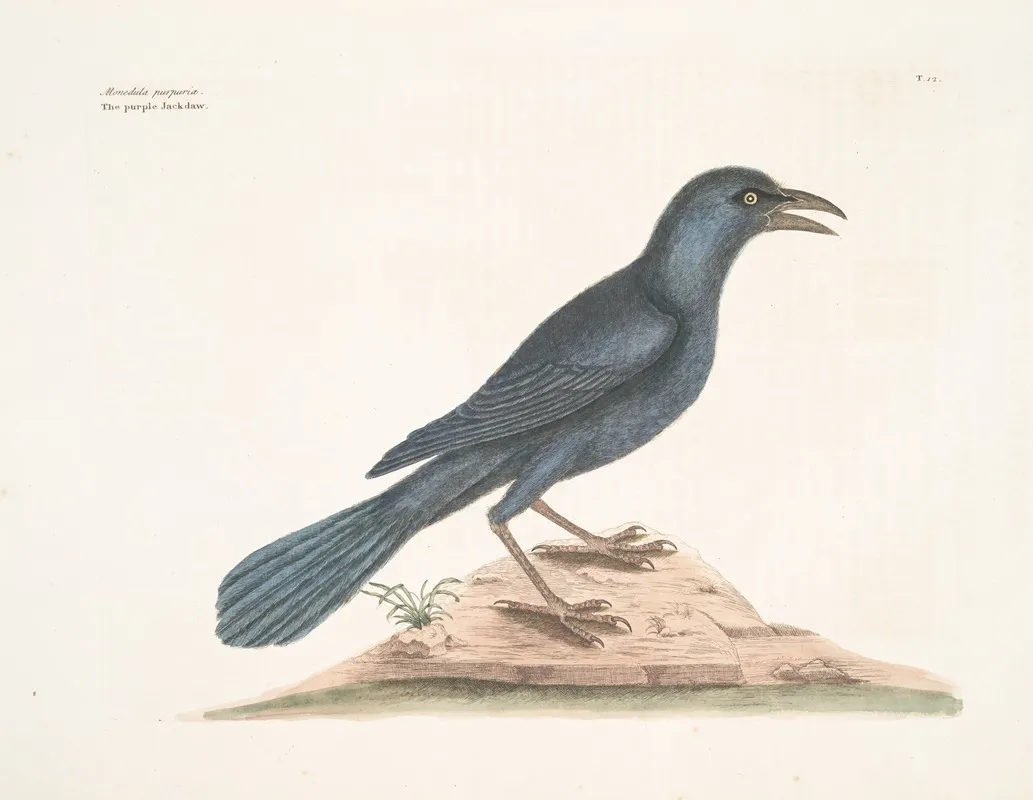 Monedula Purpurea The Purple Jackdaw Wall Art by Mark Catesby - High-Resolution Digital Print