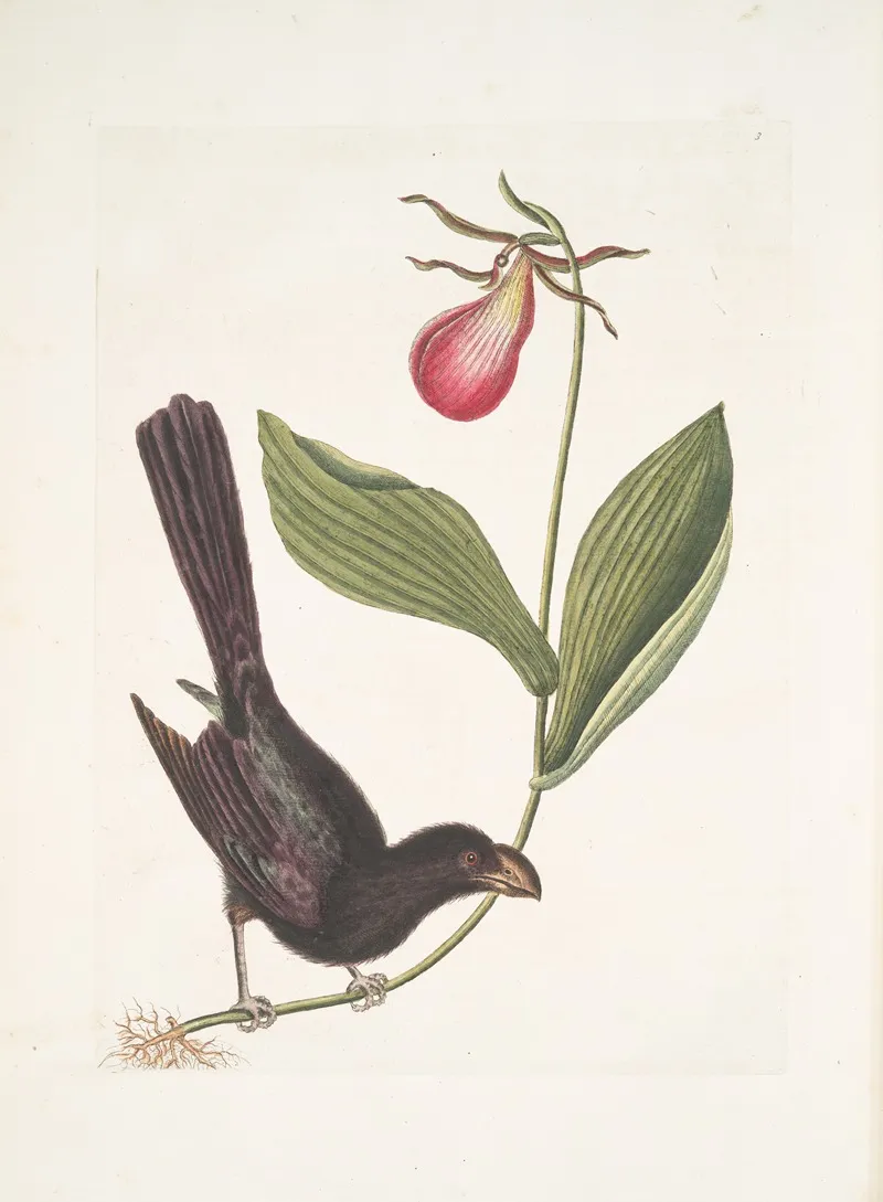 Monedula Tota Nigra The Razor Billed Black Bird Of Jamaica Calceolus C Wall Art by Mark Catesby - High-Resolution Digital Print