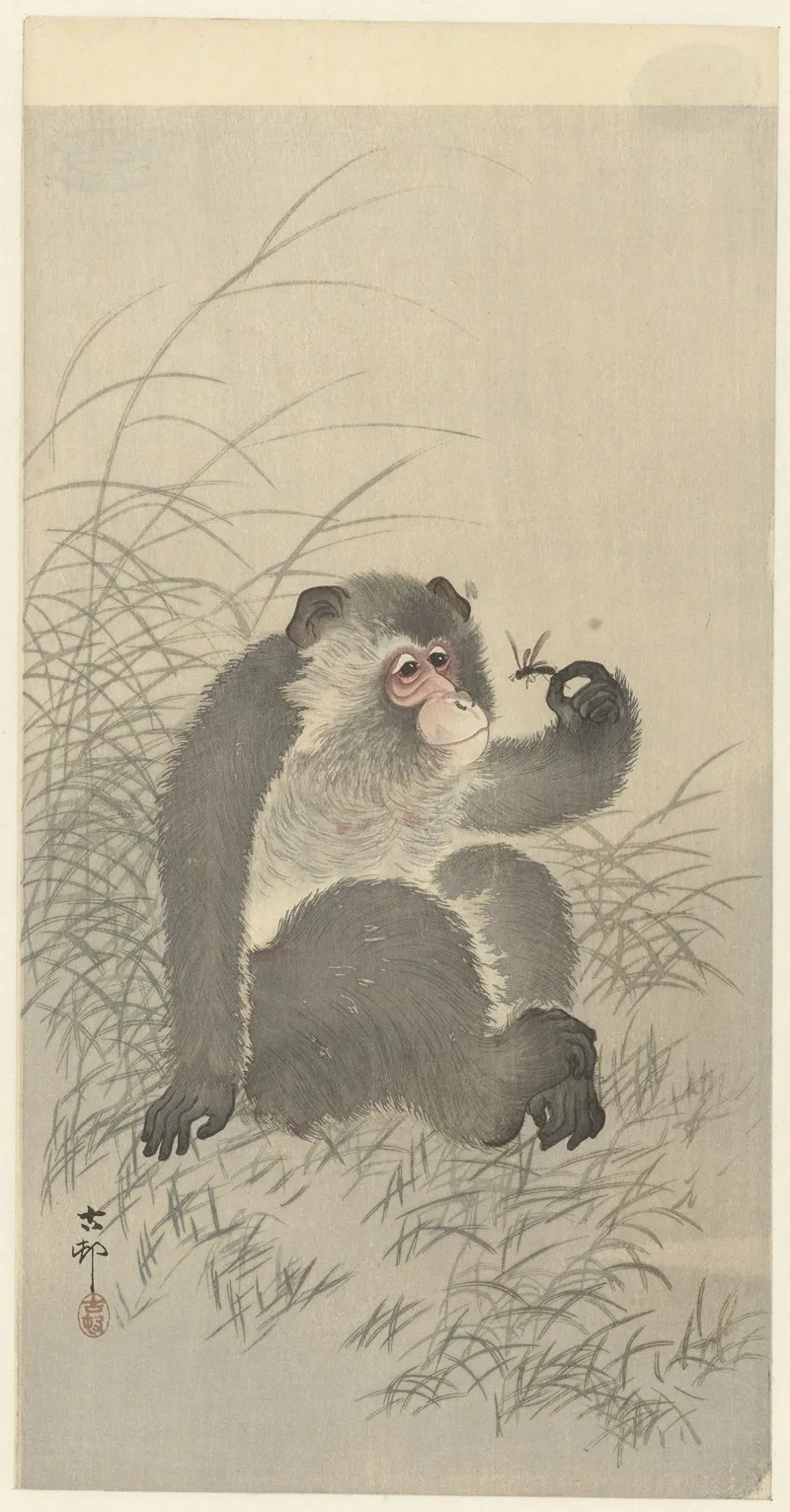 Monkey With Insect
