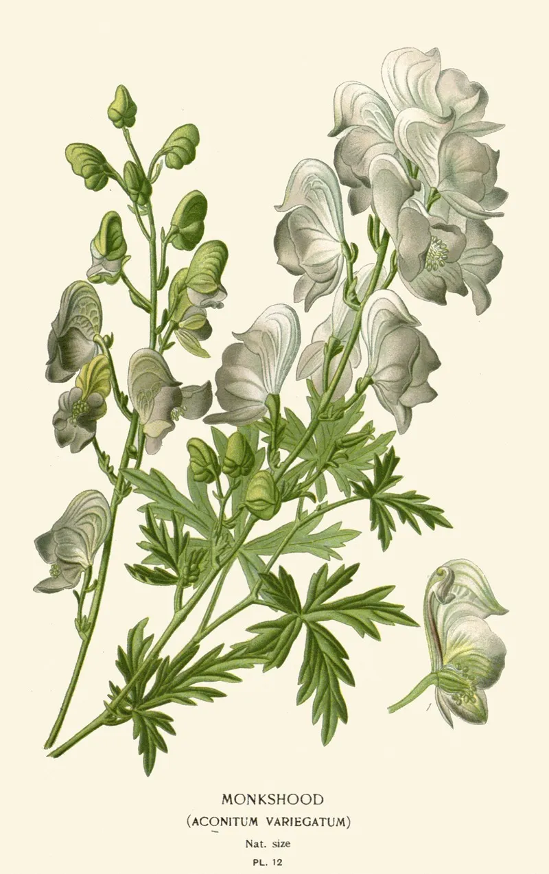 Monkshood Wall Art by Edward Step - High-Resolution Digital Print