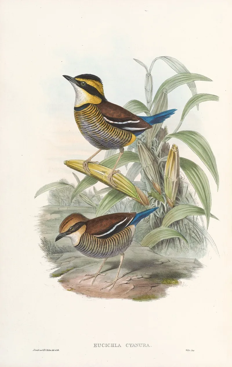 Monograph Of The Pittidae Pl 02 Wall Art by John Gould - High-Resolution Digital Print