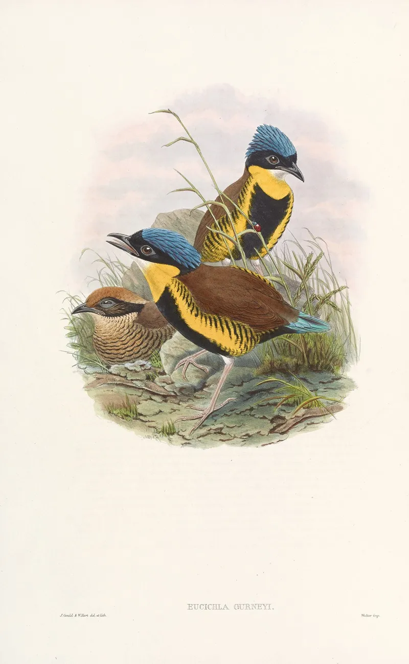 Monograph Of The Pittidae Pl 05 Wall Art by John Gould - High-Resolution Digital Print