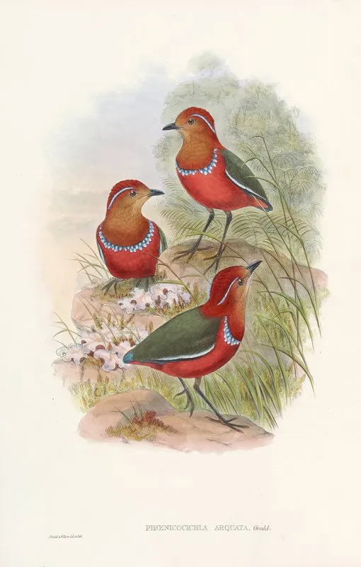 Monograph Of The Pittidae Pl 09 Wall Art by John Gould - High-Resolution Digital Print
