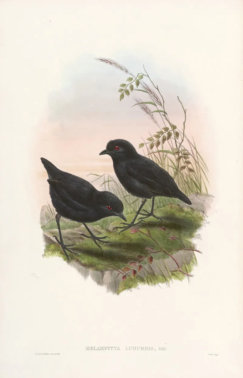 Monograph Of The Pittidae Pl 10 Wall Art by John Gould - High-Resolution Digital Print