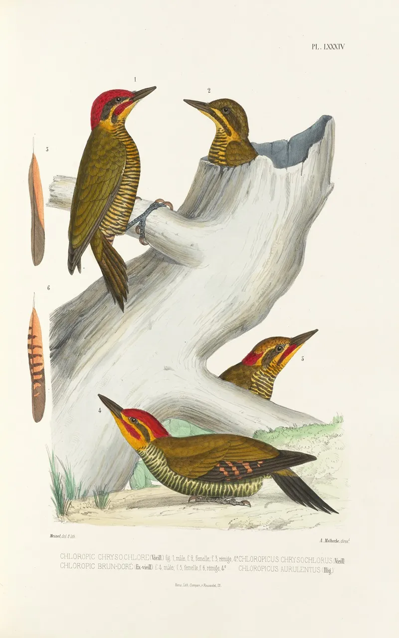 Monographie Des Picidees Pl23 Wall Art by Alfred Malherbe - High-Resolution Digital Print